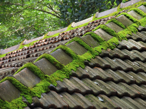 Démoussage de toiture à Chambon