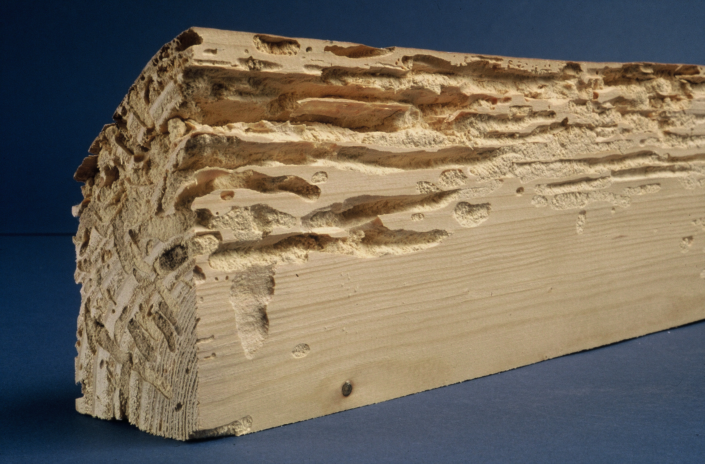 Traitement de charpente, bois à Bourges